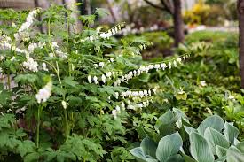 Image result for Dicentra spectabilis alba