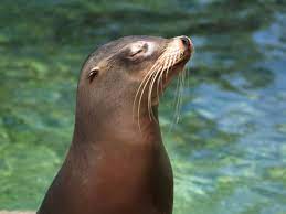 Čeština dansk deutsch english español français indonesia italiano magyar nederlands norsk polski português română slovenčina suomi svenska türkçe việt ไทย български русский ελληνική 日本語. Anjing Laut Wikipedia Bahasa Melayu Ensiklopedia Bebas