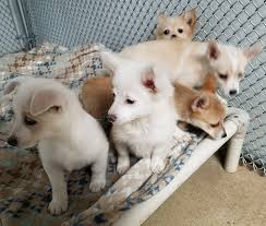 Pomchi (pomeranian & chihuahua mix). More Puppies Pomeranian Chihuahua Humane Society Of Dallas County Dog Kitty City Shelter Facebook