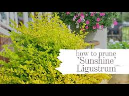 Remember always to keep the bottom of the shrubs wider than the top so sunshine can penetrate. How To Prune Sunshine Ligustrum For Great Color Youtube Sunshine Ligustrum Prune Plants