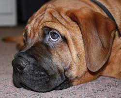 We raise akc registered bull mastiffs and are totally impressed by these massive but gentle dogs and you will be too. Are You Ready For A Bullmastiff Pethelpful