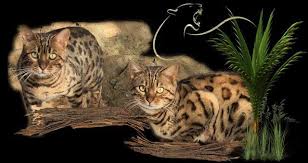 See more of bengal kittens for sale near me on facebook. Bengals For Sale In Sacramento California