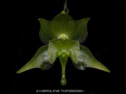 Image result for Aeranthes africana
