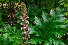Image result for Acanthus