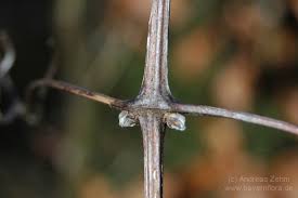 Image result for Thesium wilczekianum