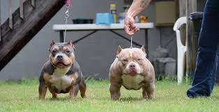Top Pocket American Bully Breeders American Bully Pocket Bully American Bully Kennels