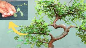 Pictures of recently trimmed elm trees. Bonsai Chinese Elm Pruning Top 3 Tips Youtube