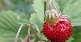 Erdbeeren Erdbeeren Pflanzen Erdbeeren Pflanzen