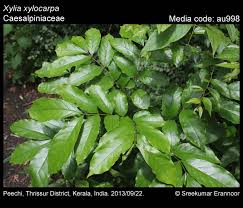 Image result for Bussea xylocarpa