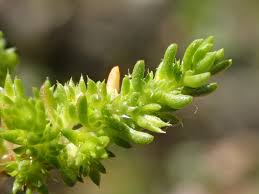 Image result for Crassula rhodesica