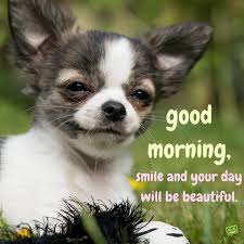 Amazing Good Morning Quotes And Images That Will Inspire You Good Morning Dog Dogs With Big Eyes Low Maintenance Dog Breeds Random quotes hilarious pics privacy policy. amazing good morning quotes and images