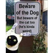 #meme #memes #caturday #black cat #cats #cat #cats of tumblr #cute #cute pets #meme cat #cute cats #catholic #catlife #cats #cats the musical #caturday #catlover #catgirl #kitty #kittens. Styx Cat Memes Mastodon