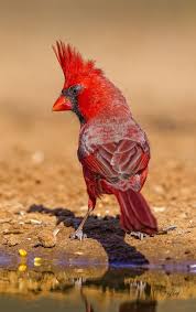 Water Birds Of North Georgia You Talkin To Me Pet Birds Cardinal Birds Beautiful Birds