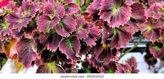 Image result for Coleus lasianthus