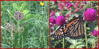 We did not find results for: Milkweed Ornamental Plants Toxic To Animals Wisconsin Horticulture