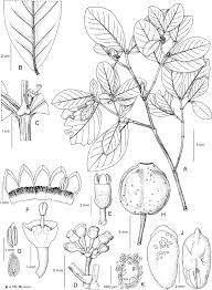 Image result for Rytigynia sp. M