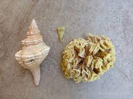 Sanibel Seashell Babies I Love Shelling