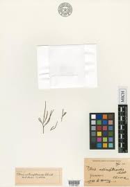 Image result for Pteris auquieri