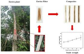 Image result for Girardinia bullosa