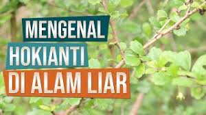 Wht up bro.kali ini saya mengajak teman teman semua melihat habitat pohon serut di alam, pohon serut ( streblus asper ) adalah salah satu jenis pohon yang p. Mengenal Bahan Bonsai Hokianti Carmona Retusa Di Alam Liar