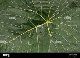 Image result for Macaranga capensis