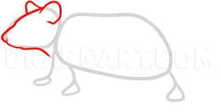 How To Draw A Rat, Step By Step, Drawing Guide, By Dawn - Dragoart