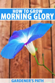 On both the front and back of the fence we have a beautiful lawn. How To Plant And Grow Morning Glory Flowers Gardener S Path
