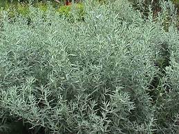 A nice dusty silvery white color with long, thin leaves makes silver king a great filler or base for dried floral arrangements. Find Plants Silver King Artemisia
