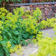 Image result for Gnidia mollis