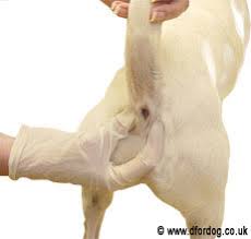 How To Empty Express Dog S Anal Glands At Home D For Dog