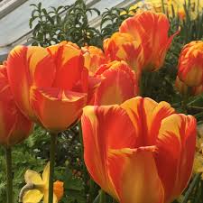 Image result for Cynanchum orangeanum