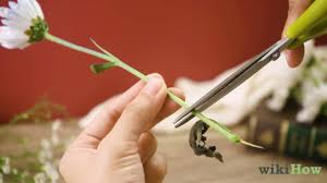 Massimo ristorante is one of walnut creek's best fine dining restaurants. 5 Ways To Press Flowers Wikihow