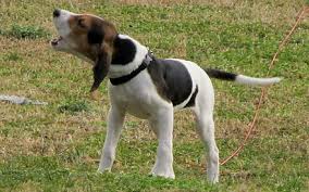 Treeing walker coonhound with papers. Coon Hunting Wikiwand