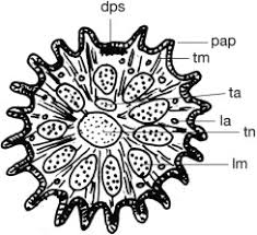 Image result for Trema sp A