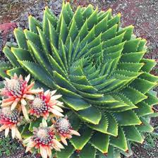 Wairere Nursery Ltd Auckland Aloe Polyphylla The Spiral Aloe Planting Succulents Succulents Plants