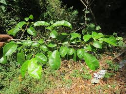 Image result for Margaritaria