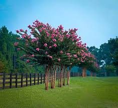 Shop our great selection of patio & garden items & save. Pink Velour Crape Myrtle For Sale Online The Tree Center