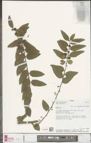 Image result for Bridelia atroviridis