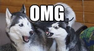 How much is 1080 doge (dogecoins) in usd (us dollars). 1080x1080 Meme Dog Drone Fest