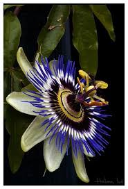 Pin Von Fredi Mangold Auf Blume 1a Blumen Pflanzen Schone Blumen Bilder Beste Blumen