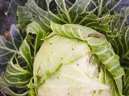 Cauliflower (cabbage flower) is one of the familiar winter season vegetables. Beware These Vegetables Can Cause Deadly Brain Worms The Times Of India