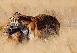 Tigers Endangered Species Facts Info More Wwf Ca