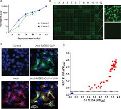 Unusual antibodies from camels are useful in research and medicine. Chimeric Camel Human Heavy Chain Antibodies Protect Against Mers Cov Infection Science Advances