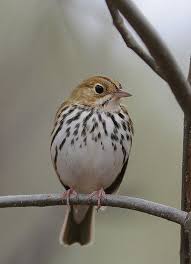 Black And White Birds In Indiana Oven Bird By D Lipperd Crosley Wildlife Area Indiana Kinds Of Birds Bird Photo Beautiful Birds