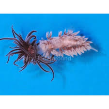 Image result for Bergia salaria