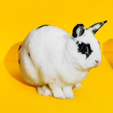 Skincare as makeup · free shipping over $30 · free returns A New California Law Bans Animal Tested Products