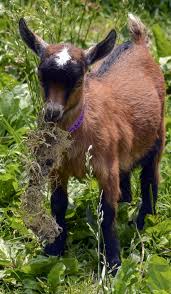 A Goat S Digestion Goats Dairy Goats Raising Goats