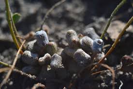 Image result for Marsilea aegyptiaca