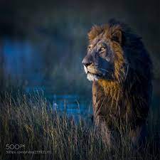 Lion At Sunset Chris Fischer Salem Usa Canon Eos 1d X Animals Photo Nature Animals Lion Photography Big Cats Art