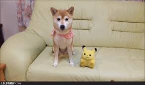 Dogecoin sets itself apart from other digital currencies with an amazing, vibrant community made up of friendly folks just like you. Dogecoin Memes Versus Reality Cryptocoinsnews Funny Animals Puppies Funny Dog Videos